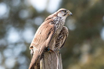 Saker (Würgfalke, Sakerfalke, Falco cherrug)