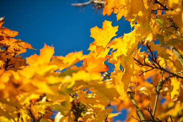 The Foliage Of Big Leaf Maple Tree In Bright Orange Golden Fall Color Against Deep Blue Sky During Autumn Season In The Pacific Northwest Forest, Washington, United States