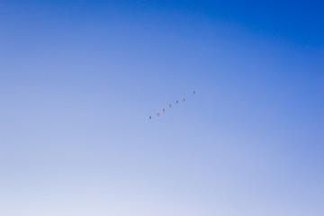 Fototapeta na wymiar Flock of birds on blue sky during the flight for the winter