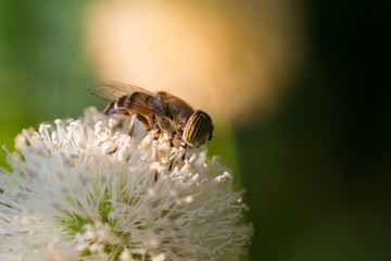 Close up of White Powder Puff Flower or Calliandra Haematocephala with a fly on it