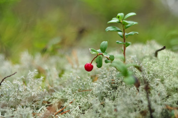 Wild Lingonberry and Reindeer moss in forest. Red cowberry in nature