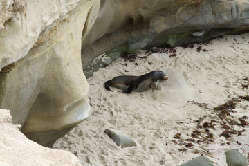 Obraz premium Seals, Sea Lions resting on the shores