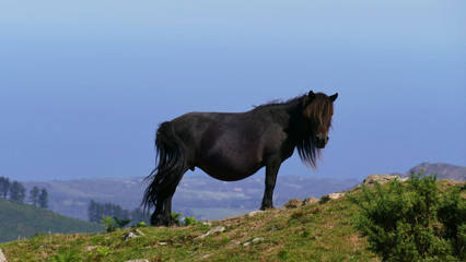 Black horse at the top of a mountain