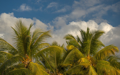 Mauritius 20017 - Palme e cielo