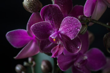 Fototapeta na wymiar Orchid Phalaenopsis closeup. Beautiful orchid flower against black background being sprayed with water drops.