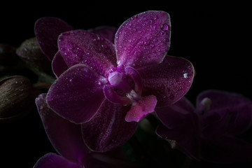 Orchid Phalaenopsis closeup. Beautiful orchid flower against black background being sprayed with water drops.