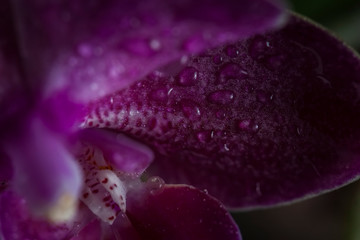 Orchid Phalaenopsis closeup. Beautiful orchid flower against black background being sprayed with water drops.