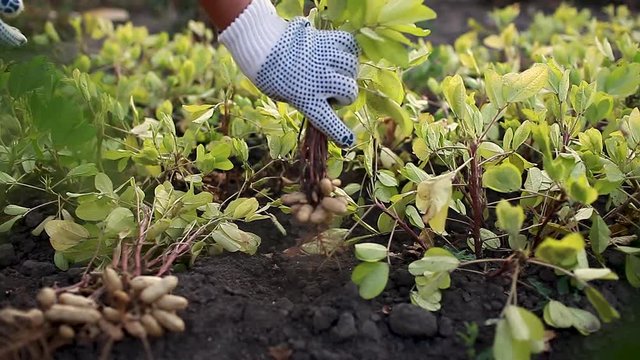 Picking peanuts. Farmer woman pulling peanuts out of soil. Autumn harvesting. Farming and gardening concept. Organic farm