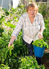 Naklejka na ściany i meble Mature woman harvesting green peppers