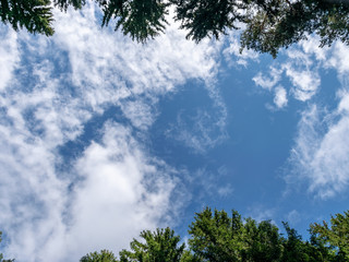 beautiful blue sky, green tree tops, white clouds, suitable for background