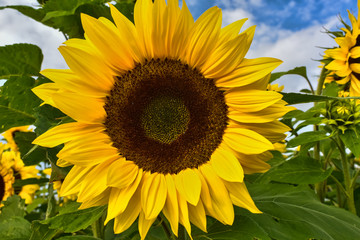 Sonnenblume Sunflower Macro gelb aufgeblüht schön blauer Himmel Herbst Autum Sonne