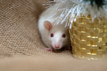 Fototapeta na wymiar The symbol of 2020. A white rat is sitting by a golden toy. Rodent looking in frame