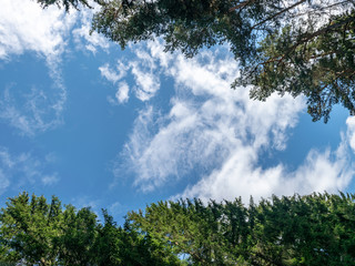 beautiful blue sky, green tree tops, white clouds, suitable for background