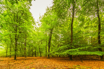 Fototapeta na wymiar Forest with Beech trees, Fagus sivatica, in spring with fresh green leaves low hanging branches and ground covered with brown leaves