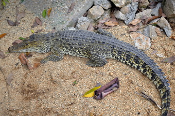 CRIADERO DE COCODRILOS