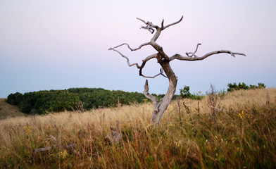 A lone dead tree in the sun-scorched grass.