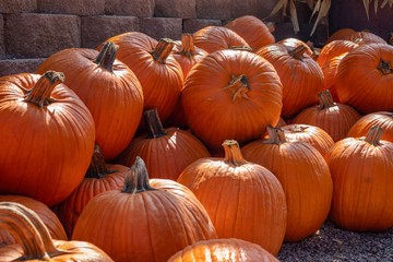 Orange pumpkins in a pile at a pumpkin patch 