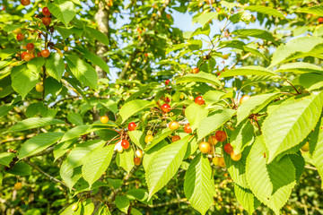 Branch of sweet cherry, Prunus avium, with immature and maturing red coloring cherry
