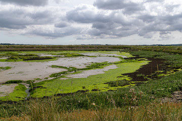 Fototapeta premium Environment of the mud flats in the Dengie Penisula around South Woodham Ferrers. Essex. UK