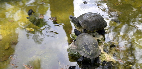 FINCA AGRARIA CUBANA