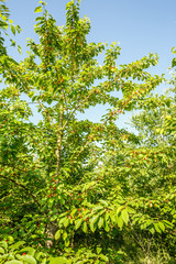 Fototapeta premium Sweet cherry tree, Prunus avium, with immature and maturing red coloring cherry