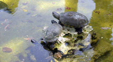 TORTUGAS CUBANAS