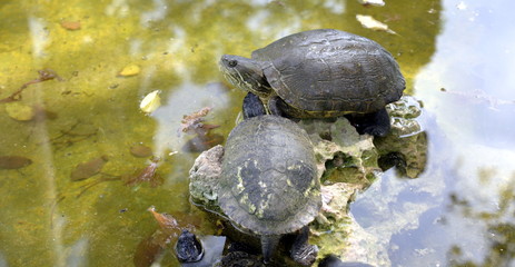 CRIADERO DE COCODRILOS