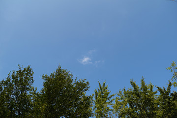 Bottom view through the green trees to the blue sky.