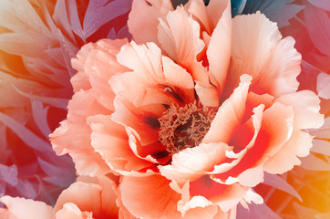Obrazy  Piękny delikatny różowa piwonia kwiat rosnący w letnim ogrodzie. Piwonia górska.