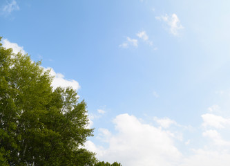 Bottom view through the green trees to the blue sky.