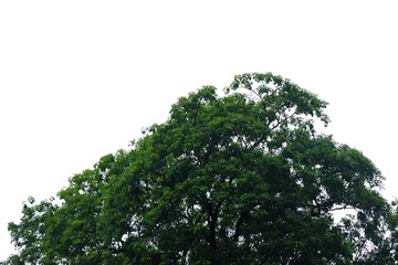 Tall tree leaves with branches on white isolated background for green foliage backdrop 