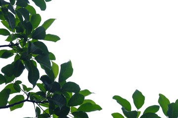 Tropical tree leaves on white isolated background for green foliage backdrop 