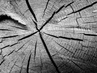 Black and white image of a transverse saw cut of a tree