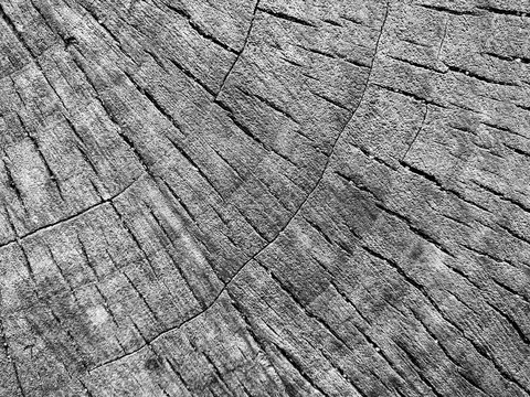 Black And White Image Of A Transverse Saw Cut Of A Tree