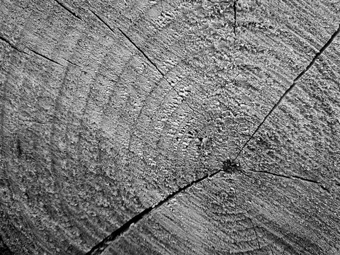 Black and white image of a transverse saw cut of a tree
