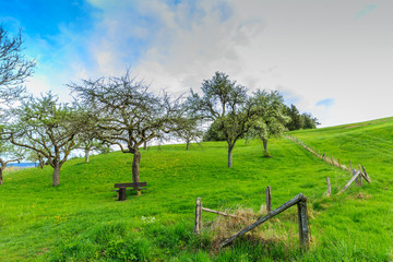 Fototapeta na wymiar Orchard on slopes spring landscape in the German Eifel region near to Gerolstein with green meadows against a blue sky with clouds veil