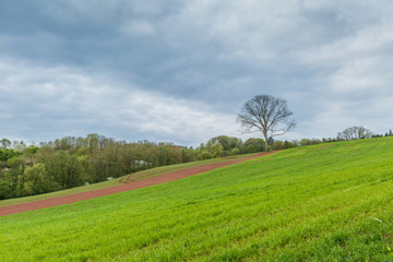 German Eifel landscape in spring with gentle slopes and budding green of trees and shrubs and flowering blackthorn against blue sky with clouds veil