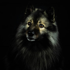 Hund schwarzer Background