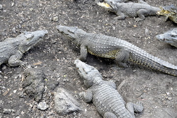 CRIADERO DE COCODRILOS