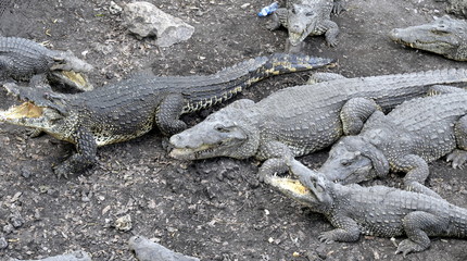 CRIADERO DE COCODRILOS