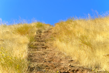 Obraz premium 黄色い牧草地の道と空