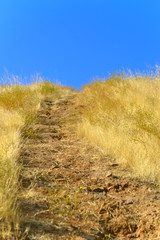 Obraz premium 黄色い牧草地の道と空