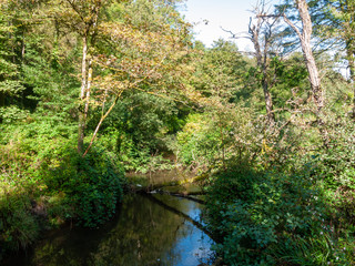 penllergare valley woods beautiful outside scenery in south wales nature