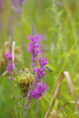Bee in flight looking for nectar in purple flowers.