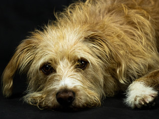 Hundewelpe liegend