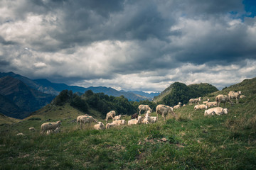flock of sheep in the Ariege Pyrenees mountains