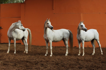 Three white arabian horses standing in the sand paddock with high red walls. Animal portrait.