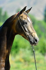 Buckskin akhal teke stallion with blue eye posing in show halter. Animal portrait close.