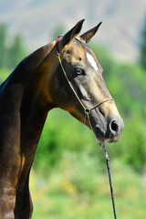Fototapeta premium Buckskin akhal teke stallion with blue eye posing in show halter. Animal portrait close.