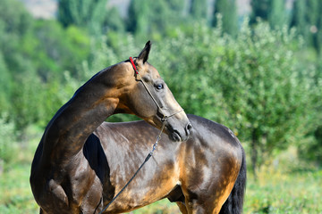 Buckskin akhal teke stallion with one blue eye looking backwards. Animal portrait.
